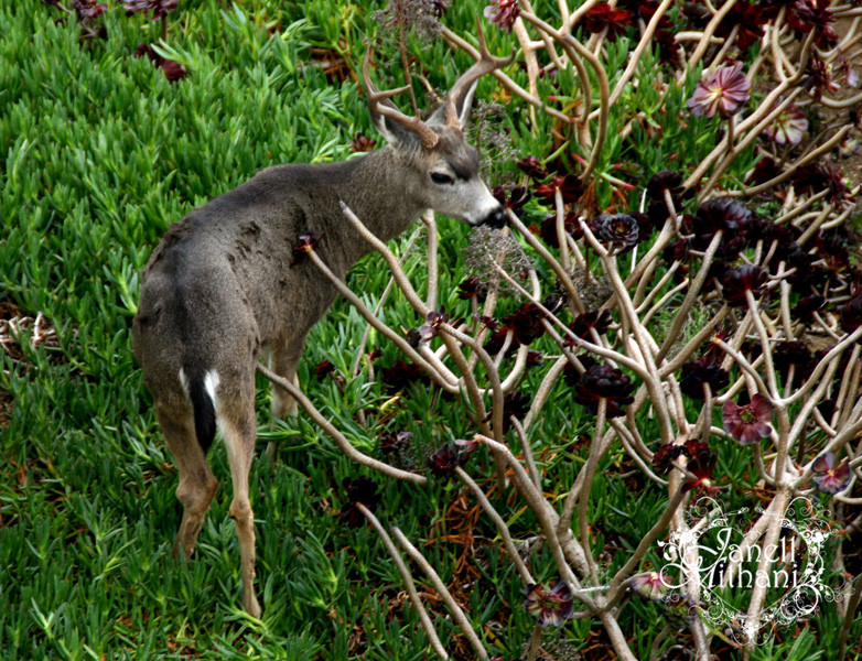 photograph of deer by Janell Mithani
