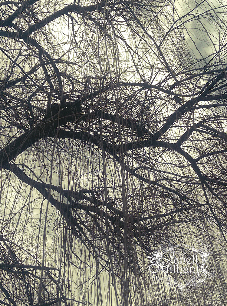 photograph of weeping willow tree by Janell Mithani