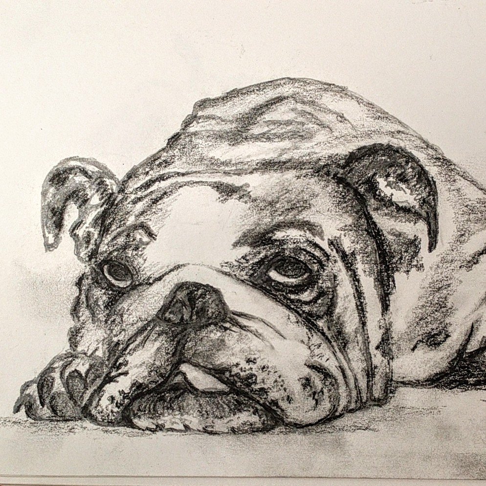drawing of bull dog laying down